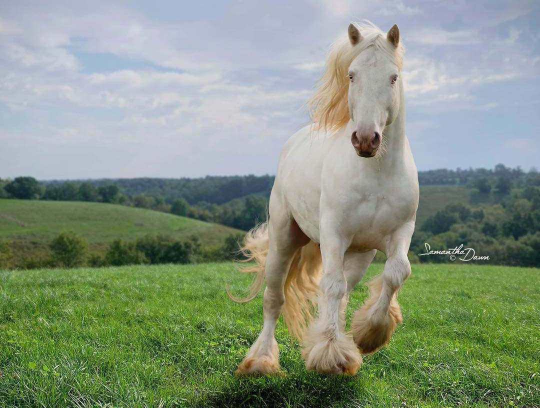 FHF THE MILKMAN - Cremello Gypsy Vanner Stallion